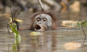 组图：大猩猩在水中游泳寻觅食物