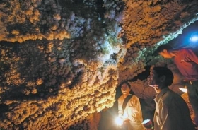青川发现100平方米石花 世界罕见(图)