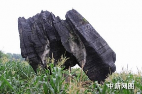 四川长宁发现两块罕见的巨型“奇石”