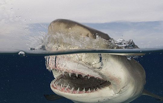 组图：摄影师拍摄柠檬鲨抢食瞬间