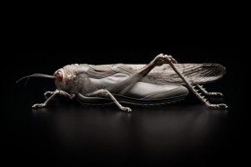 组图：静物摄影师用鞋子创作昆虫形象作品