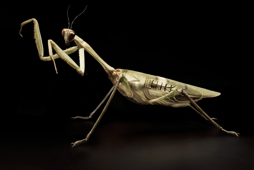 组图：静物摄影师用鞋子创作昆虫形象作品