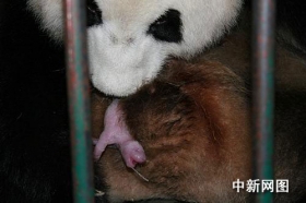 今年全球首对大熊猫双胞胎在蓉诞生(图)