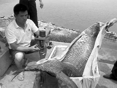 打鱼者捕获一条154斤重青鱼(组图)