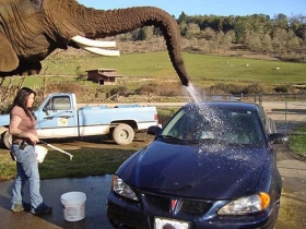 美国动物园用大象为游客洗车(组图)