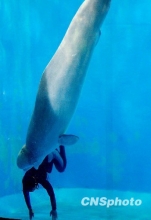 组图：哈尔滨白鲸拯救溺水驯养师