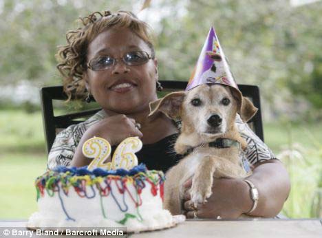 世界最长寿狗庆26岁生日相当于人类182岁(图)