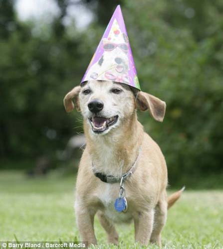 世界最长寿狗庆26岁生日相当于人类182岁(图)