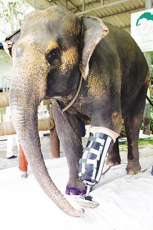 泰国触雷受伤大象装上假肢(图)
