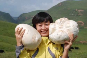 图文：特大野生蘑菇直径30厘米