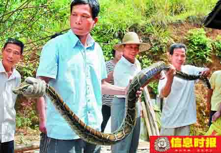 小蟒蛇被抓五天后3米长大蛇找上门(组图)