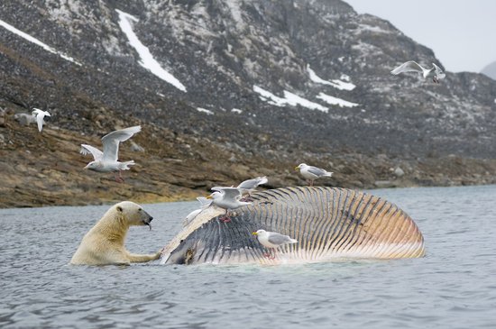 组图：摄影师拍北极熊吞食死鲸鱼照片