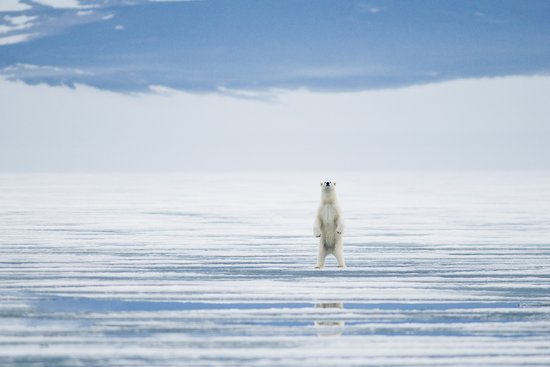 组图：摄影师拍北极熊吞食死鲸鱼照片