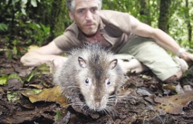  摄制组在太平洋岛国发现巨型老鼠(图)