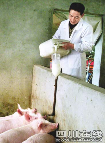 男子用牛奶喂猪每斤猪肉卖60元以上(组图)