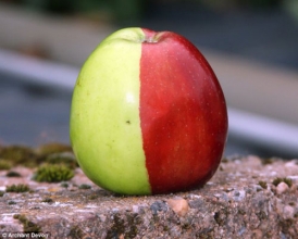 英国老人种出半红半绿苹果(图)