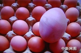 母鸡产下157克巨型蛋 为普通鸡蛋3倍重(图)