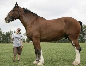 加拿大10岁马匹身高3米重量超1吨(图)
