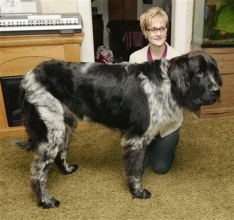 世界最高狗高1米长2米1 拟申请吉尼斯纪录(图)