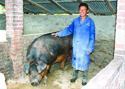 村民养殖出重达1100多斤公猪(图)