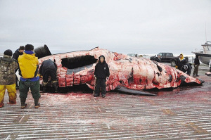 美国9岁男童猎杀体长近10米巨鲸(图)