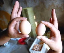 山鸡蛋产业黑幕曝光 蛋黄染色素毒性惊人