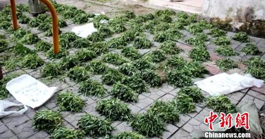 嫌疑人家中种植的罂粟苗。 郸城警方供图