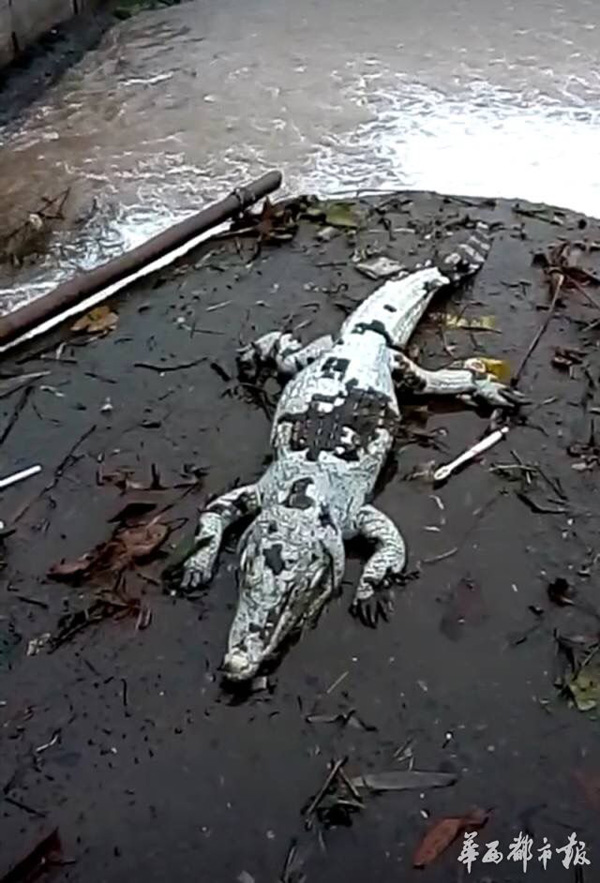 湿地公园发现活体鳄鱼 已被击毙