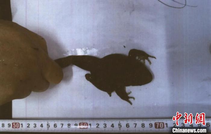 其中一只被抓获的九龙棘蛙。临海市人民检察院供图