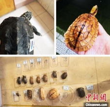 一只龟卖万元 广州四男子顶风倒卖野生龟被刑拘