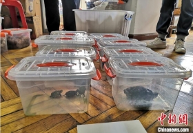 广州警方捣毁60个涉濒危野生动物违法犯罪窝点