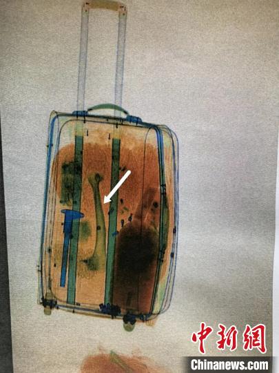 海关人员在宋某行李箱里发现虎骨。(牡丹江市中级人民法院供图) 姜辉 摄