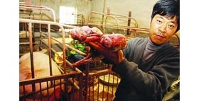 南京一养猪场遭遇挖掘机强拆 50头母猪受惊流产