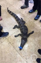 重庆两男孩小区捡到一条鳄鱼 抬进派出所报案