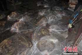 湖南查获一起非法经营蛇类案 涉及蛇类4000多斤