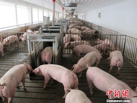 送检的猪肉丸中发现非洲猪瘟阳性病毒