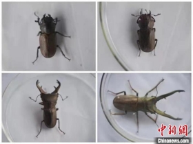 黑龙江省口岸首次截获2种锹甲类昆虫