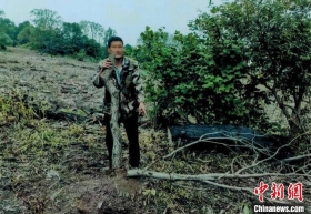 嫌农田旁的树挡光 砍伐两株黄檗获刑三年