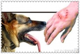 最高法：禁养的烈性犬伤人，无论受害人有无过错，犬主承担全责