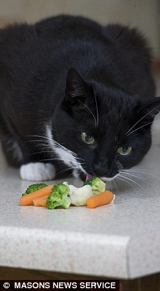 英国小猫拒吃肉食只吃蔬菜水果(图)