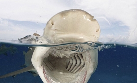 组图：摄影师拍摄柠檬鲨抢食瞬间