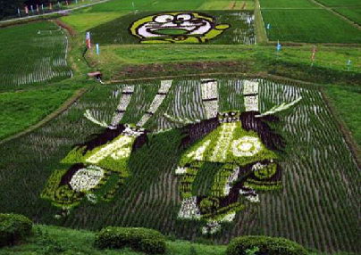 日本农民用稻田“种出”巨幅图画(组图)