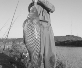 牡丹江73岁老汉江中钓起28斤大鲤鱼（图）