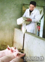 男子用牛奶喂猪 每斤猪肉卖60元以上(组图)
