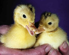 英国第一对鸭子被确认为双胞胎(图)