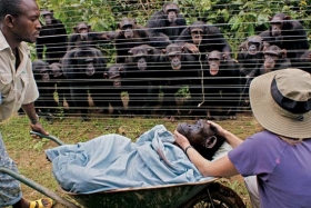 非洲黑猩猩手拉手目送病逝同伴被带走安葬(图)