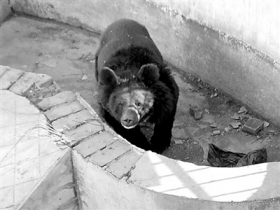 饲养员被黑熊咬死续：动物园停业整顿