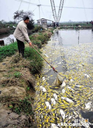 农民鱼塘疑被投毒致近十吨鱼死亡(图)