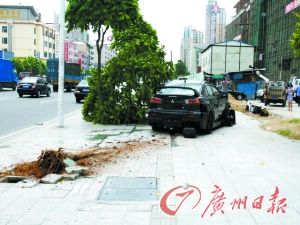事发现场的树被陈女士开车撞断。