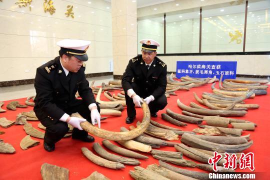 此次系中国海关近年来一次性查获的猛犸象牙、披毛犀角数量最多的一起案件。　骞壮 摄